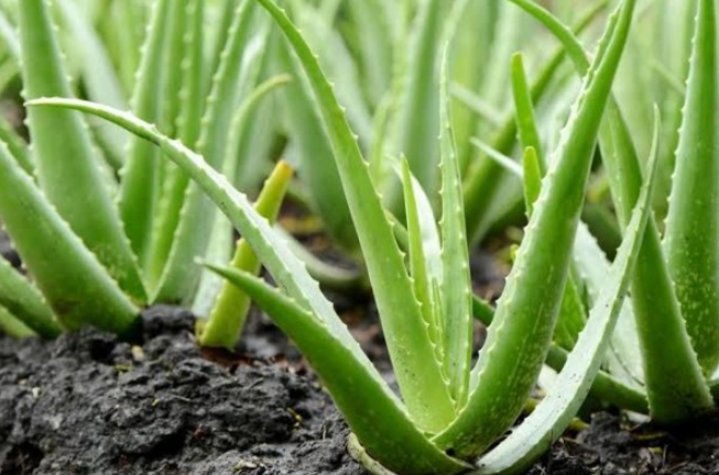 Aloe Vera