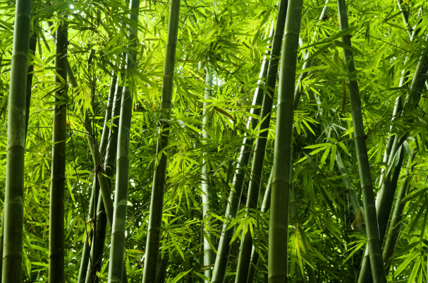 Benefits and Advantages of Bamboo Plants