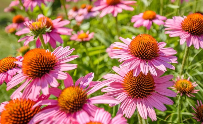 Echinacea
