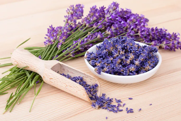 Lavender - The Calming Breeze