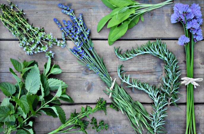 The Most Profitable Agricultural Crop : Medicinal Herbs